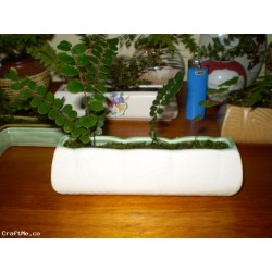 Heirloom Indoor House Plants- NZ Native epiphytes (air plant), ferns, mosses+ antique vase